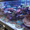 Creative Aquariums of Tampa gallery