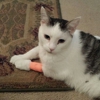 Wilson's Creek Animal Hospital gallery