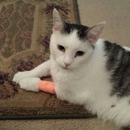 Wilson's Creek Animal Hospital - Veterinarians