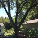 Kathy's Tree & Stump Removal - Stump Removal & Grinding