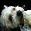 Dairy Queen gallery