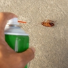 North Star Pest Solutions gallery