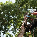 SecureLimb Tree service - Tree Service