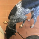 Friendship Hospital for Animals - Veterinarians