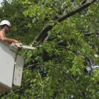 tree care services