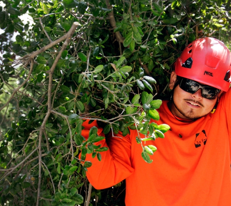 Flintridge Tree Care - Pasadena, CA