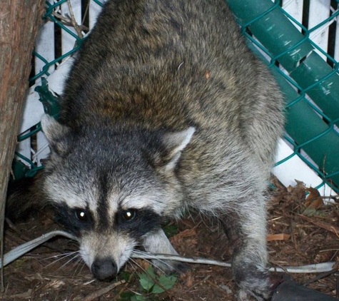 Pesky Critter Nuisance Wildlife Control - Shirley, NY