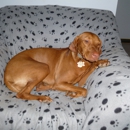 Creature Comforts Dog Boarding - Pet Boarding & Kennels