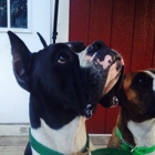 Grayson Boxers, Grooming & Boarding