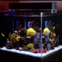 Bill Goody Aquariums