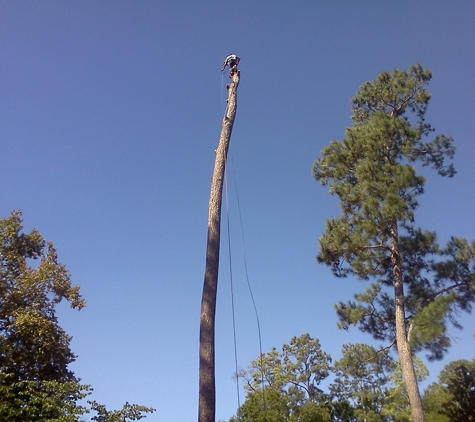 Main Branch Tree Service - Houston, TX