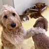 Happy Dogs gallery