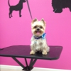 Happy Tails Dog Spa gallery