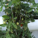 Water Works Garden Supply - Garden Centers