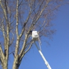 Greene Tree Removal gallery