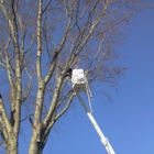 Greene Tree Removal