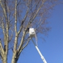 Greene Tree Removal