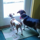 Barks, Bubbles, and More - Pet Specialty Services