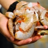 Golden Rule Seafood gallery