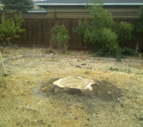 Tom 4 Stump Removal & Grinding - San Jose, CA