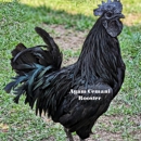 Bearded Lady Farms - Poultry Hatcheries