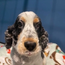 Bayside Pet Resort - Pet Services