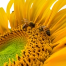 Pest Rx - Pest Control Equipment & Supplies