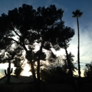 Palm Kings Tree service