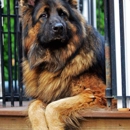 Emerald City Dog Spa - Pet Grooming