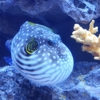 Premier Aquarium Service gallery