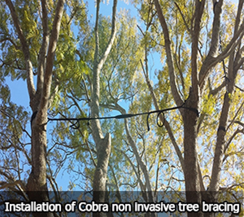 Aussie Tree Services - Wyee Point, NSW. Installation of Cobra non invasive tree bracing