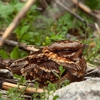 Colorado Rid-A-Critter gallery