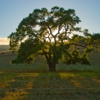 Cañada Tree Care gallery