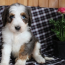 Mascot Acres - Pet Breeders