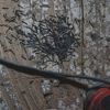 Absolute Exterminating Co Inc gallery