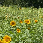 Mary's Land Farm Store