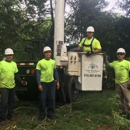 Four Brothers Tree - Stump Removal & Grinding