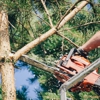 Power Tree Service & Landscaping gallery