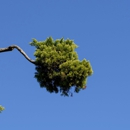 Our Family Tree Service - Tree Service