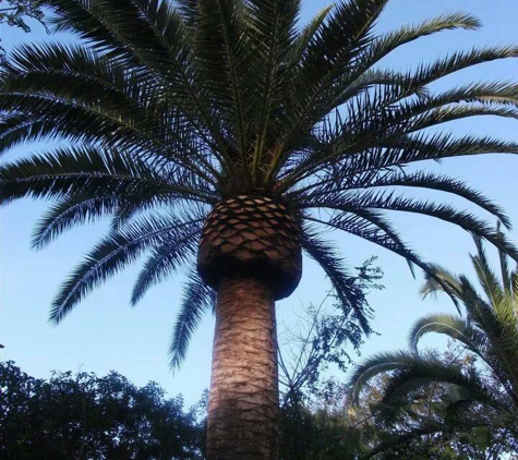 Jo Tree Service - San Diego, CA