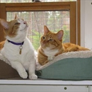 Colorado Cats - Pet Boarding & Kennels