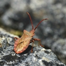 Abram's Termite & Pest Control - Pest Control Equipment & Supplies
