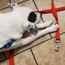 Summer Valley Veterinary Clinic - Veterinary Clinics & Hospitals
