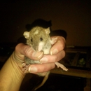 The Rat Room Rattery - Pet Breeders