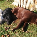 Johnson Point Labradors - Pet Breeders