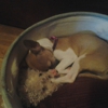Ahb Pet and Home Care gallery
