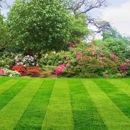 Lush-lawn Solutions - Landscaping & Lawn Services