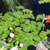 RCC Pond Services LLC gallery