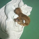 Doggy Daycare & Spa - Pet Boarding & Kennels