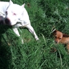 BUGLES PET SITTING gallery